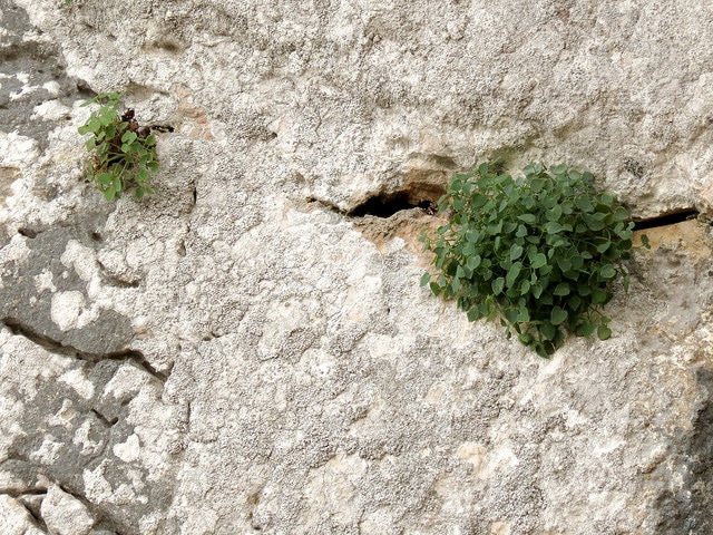 Fumeterre à neuf folioles