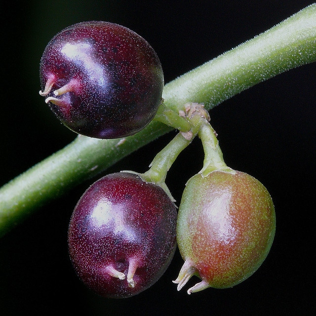 Sarcococca confusa
