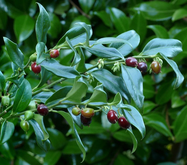 Sarcococca confusa