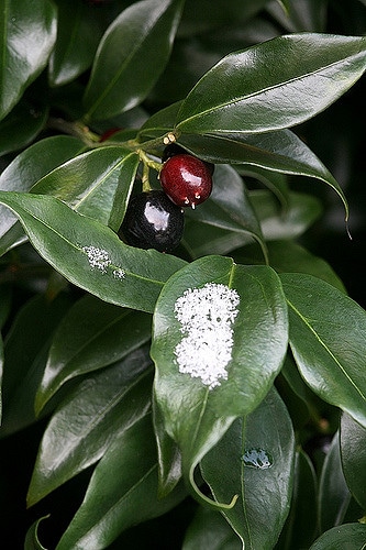 Sarcococca confusa