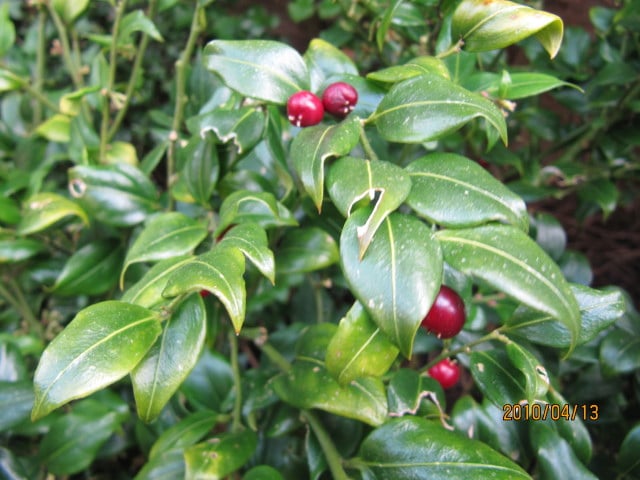Sarcococca confusa
