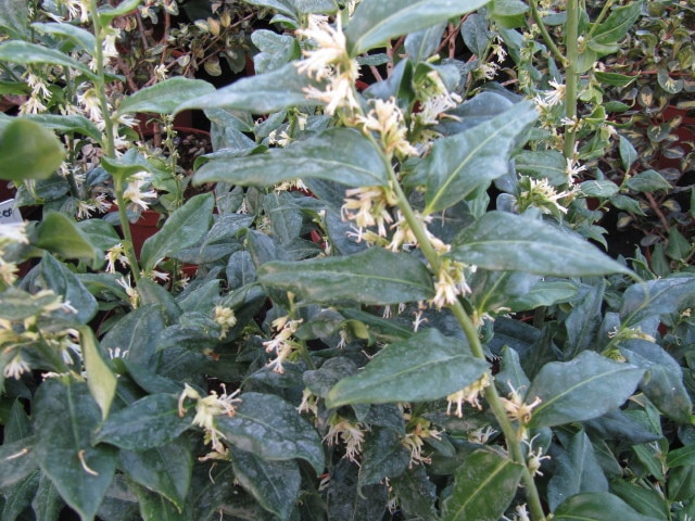 Sarcococca confusa