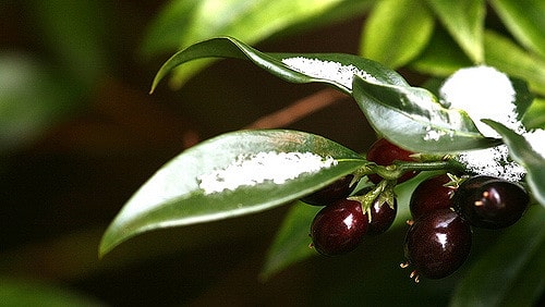 Sarcococca hookeriana
