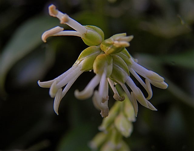 Sarcococca hookeriana