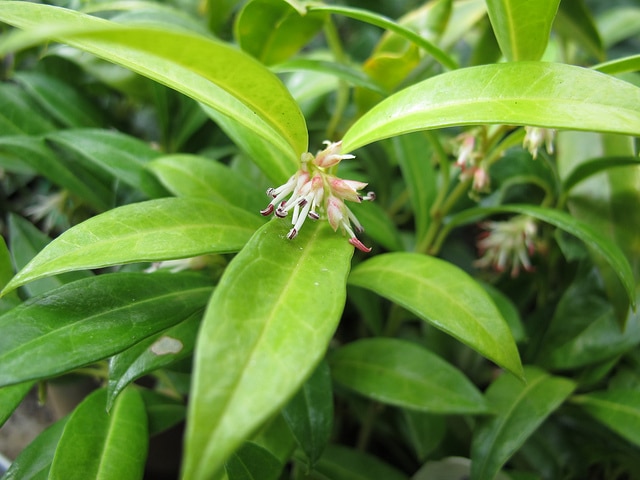 Sarcococca hookeriana