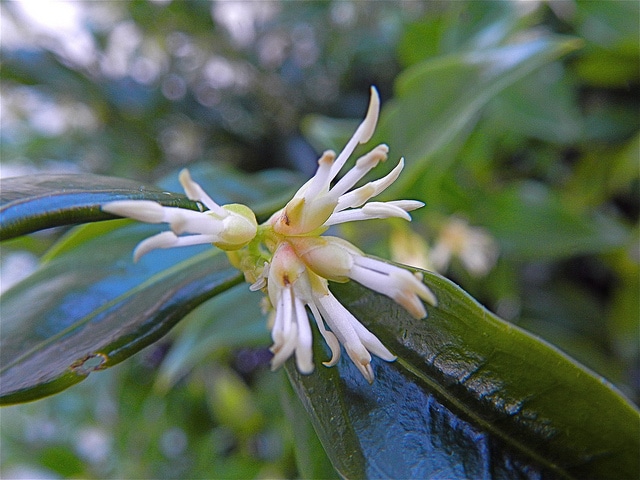 Sarcococca hookeriana