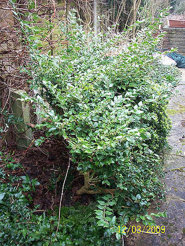 Sarcococca ruscifolia