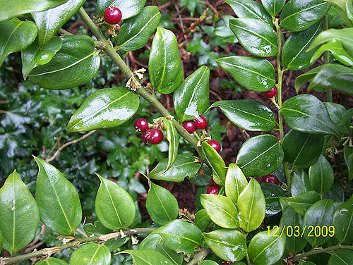 Sarcococca ruscifolia