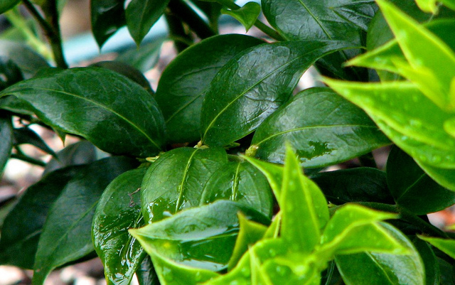 Sarcococca ruscifolia