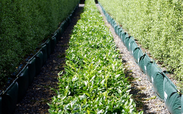 Sarcococca ruscifolia