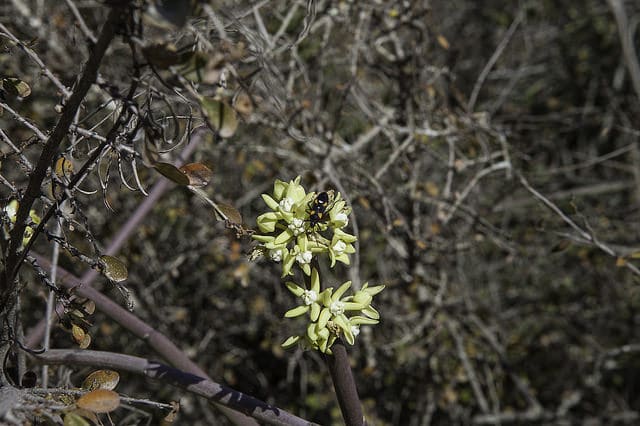 Sarcostemma viminale
