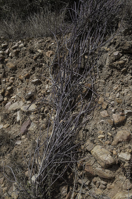 Sarcostemma viminale