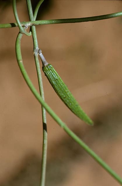 Sarcostemma viminale