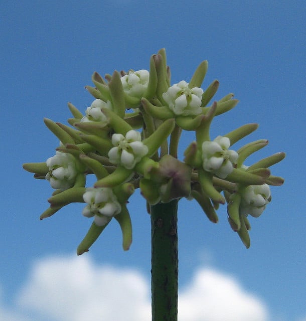 Sarcostemma viminale
