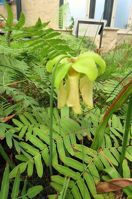 Sarracenia flava (Sarracenia flava)