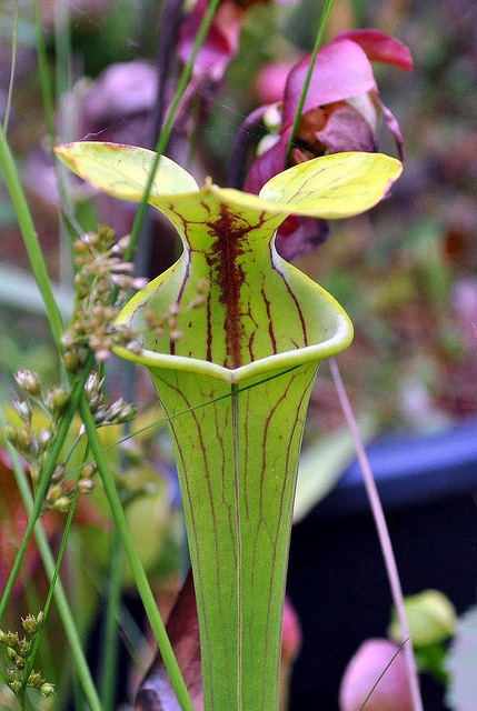 Sarracenia flava