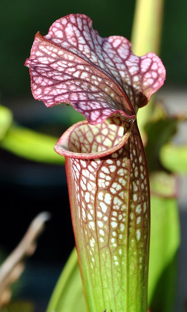 Sarracenia flava