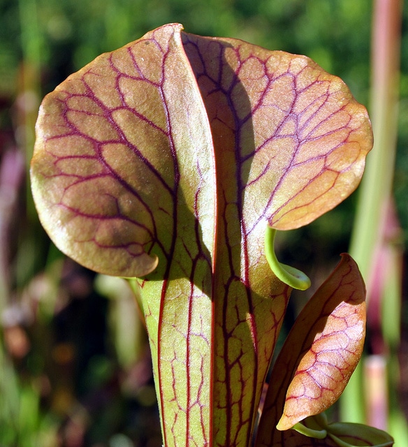 Sarracenia flava