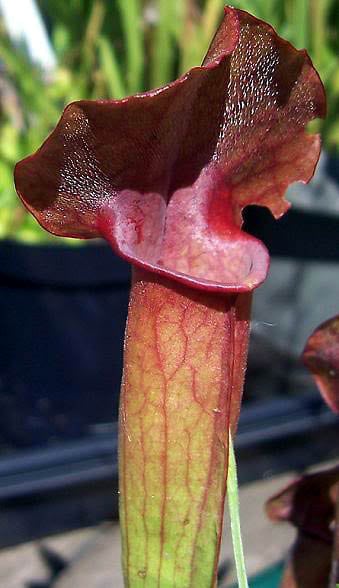 Sarracenia flava