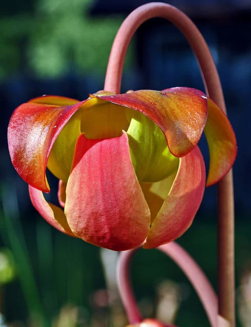Sarracenia flava