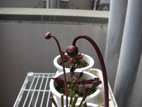 Sarracène leucophylla (Sarracenia leucophylla)