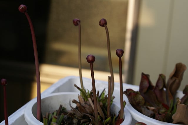 Sarracène leucophylla