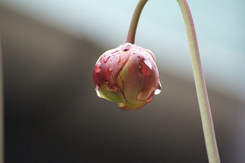 Sarracène leucophylla