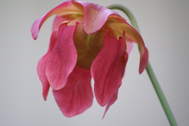 Sarracène leucophylla