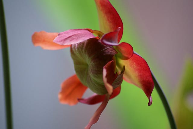 Sarracène leucophylla