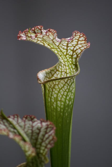 Sarracène leucophylla