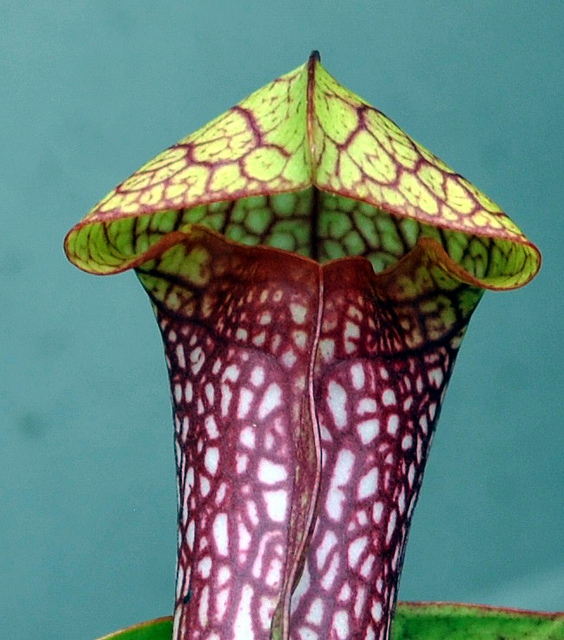 Sarracène psittacina (Sarracenia psittacina)