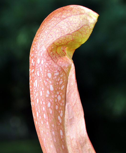 Sarracène psittacina