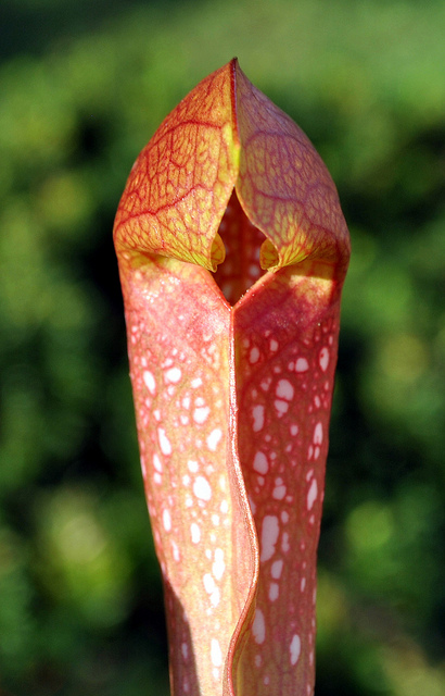 Sarracène psittacina