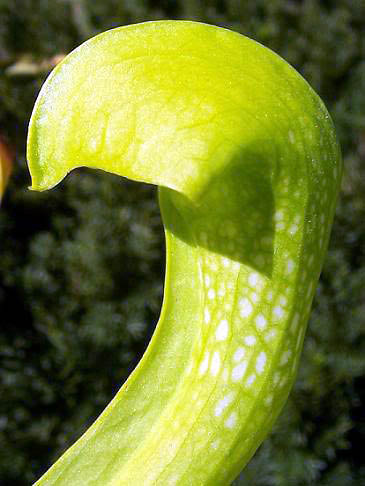 Sarracène psittacina