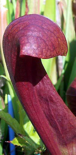 Sarracène psittacina