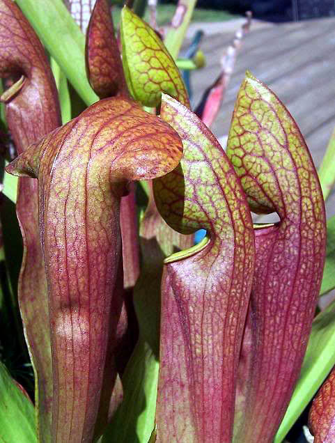 Sarracène psittacina