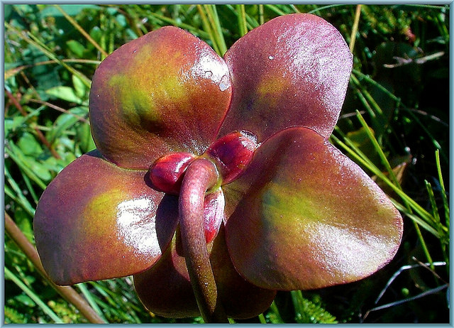 Sarracénie pourpre (Sarracenia purpurea)