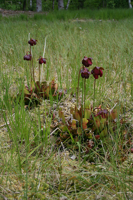 Sarracénie pourpre