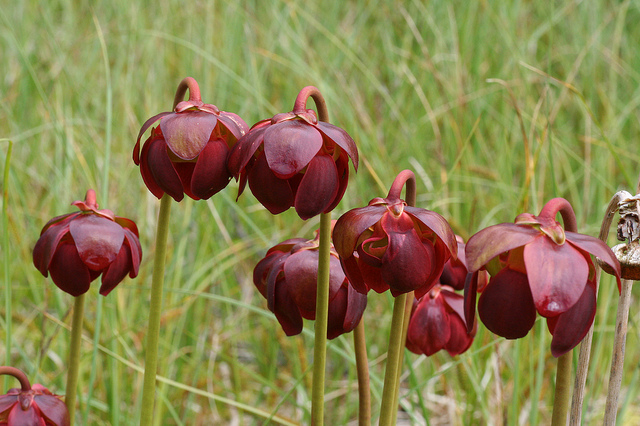 Sarracénie pourpre