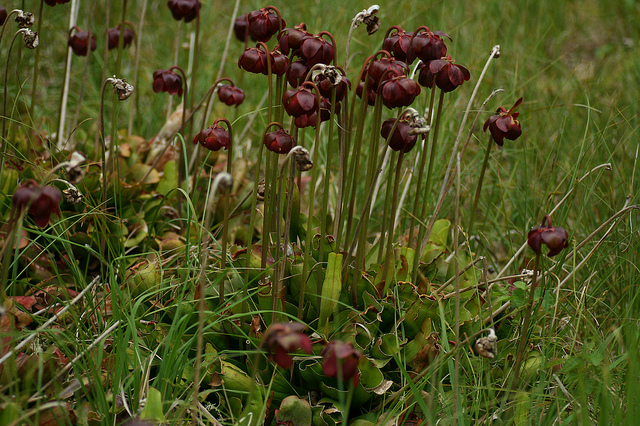 Sarracénie pourpre