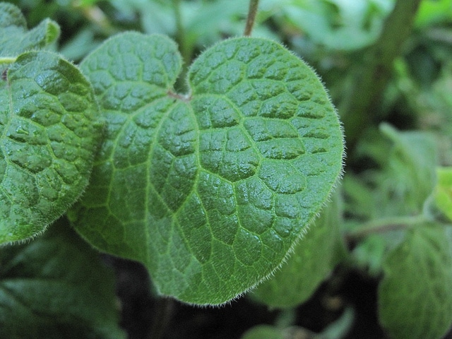 Saruma henryi