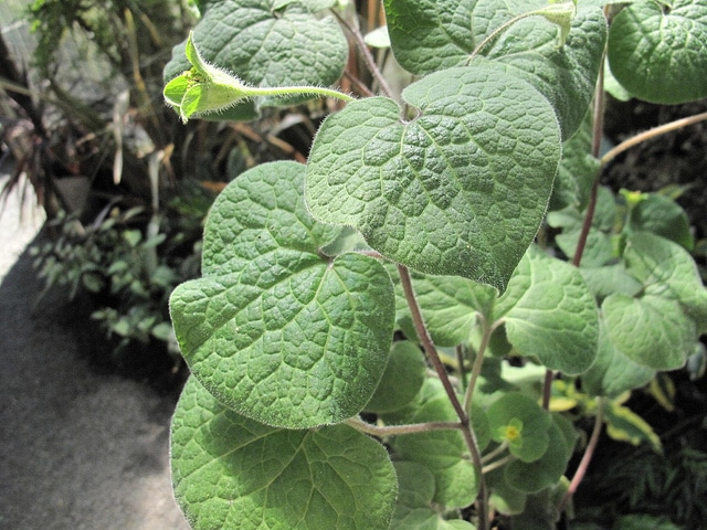Saruma henryi