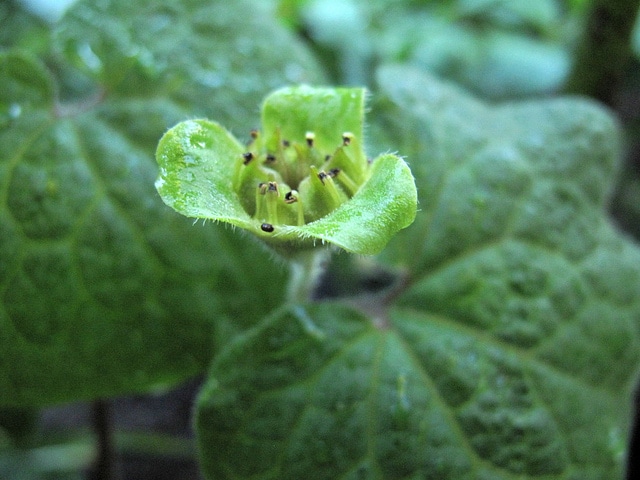 Saruma henryi