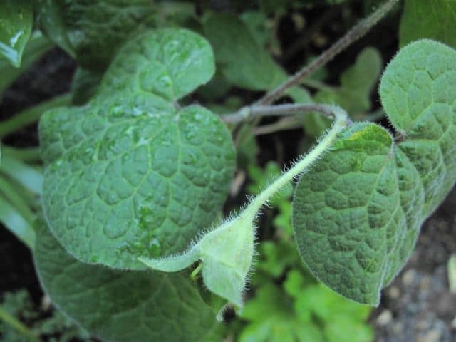 Saruma henryi