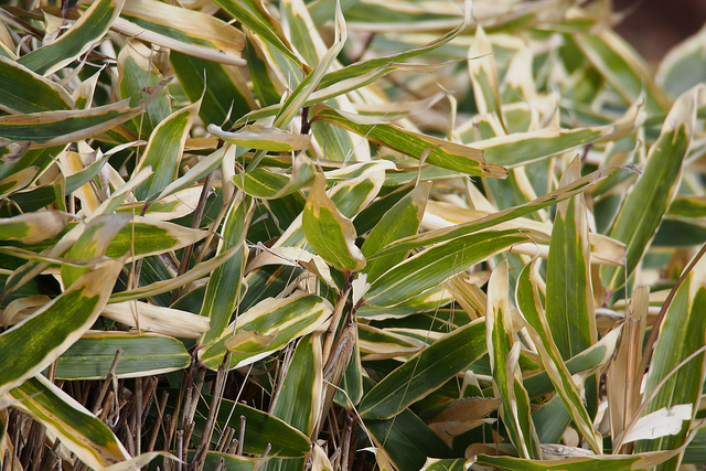 Sasa veitchii