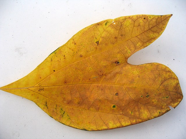 Sassafras albidum