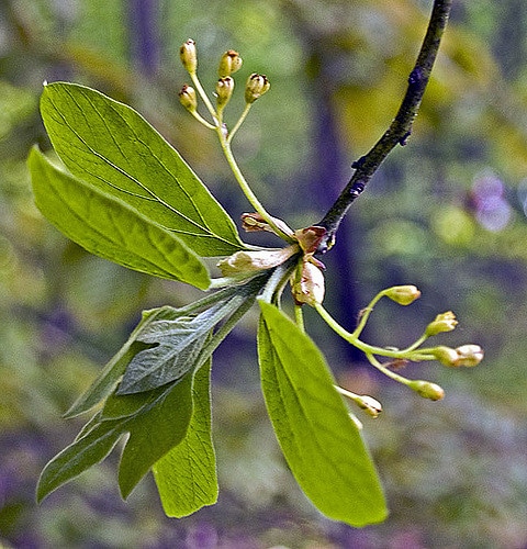 Sassafras albidum
