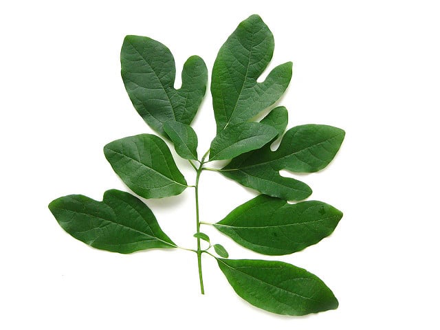 Sassafras albidum