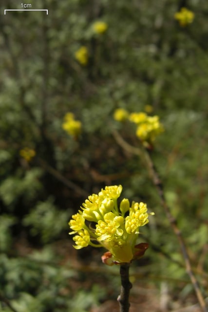 Sassafras albidum