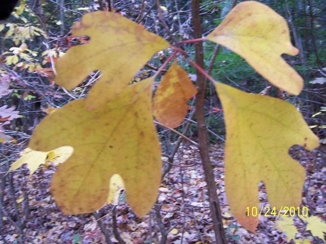 Sassafras albidum
